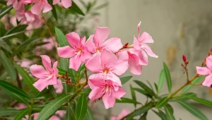 Podpowiadamy, kiedy zacząć wybudzać oleandra po zimie.