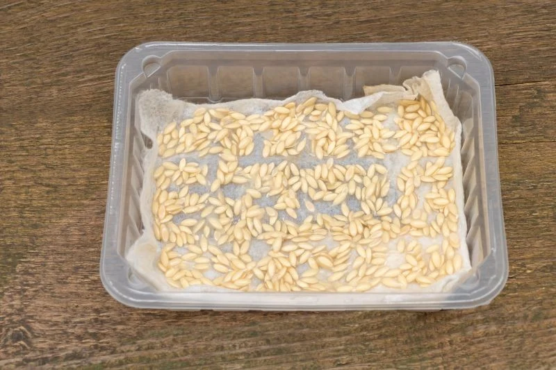 Moczenie nasion przyspiesza ich kiełkowanie