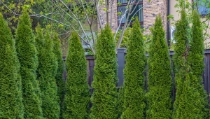 Jak zabrać się za przesadzanie dużych tuj?