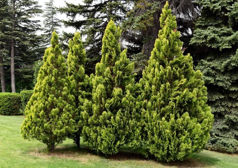 Przesadzanie tuj trzeba dokładnie zaplanować i zachować precyzję, by się przyjęły.