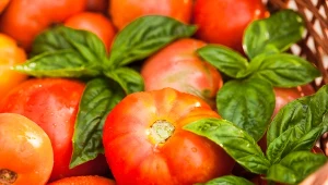 Pomidory i bazylia to duet doskonały nie tylko na talerzu