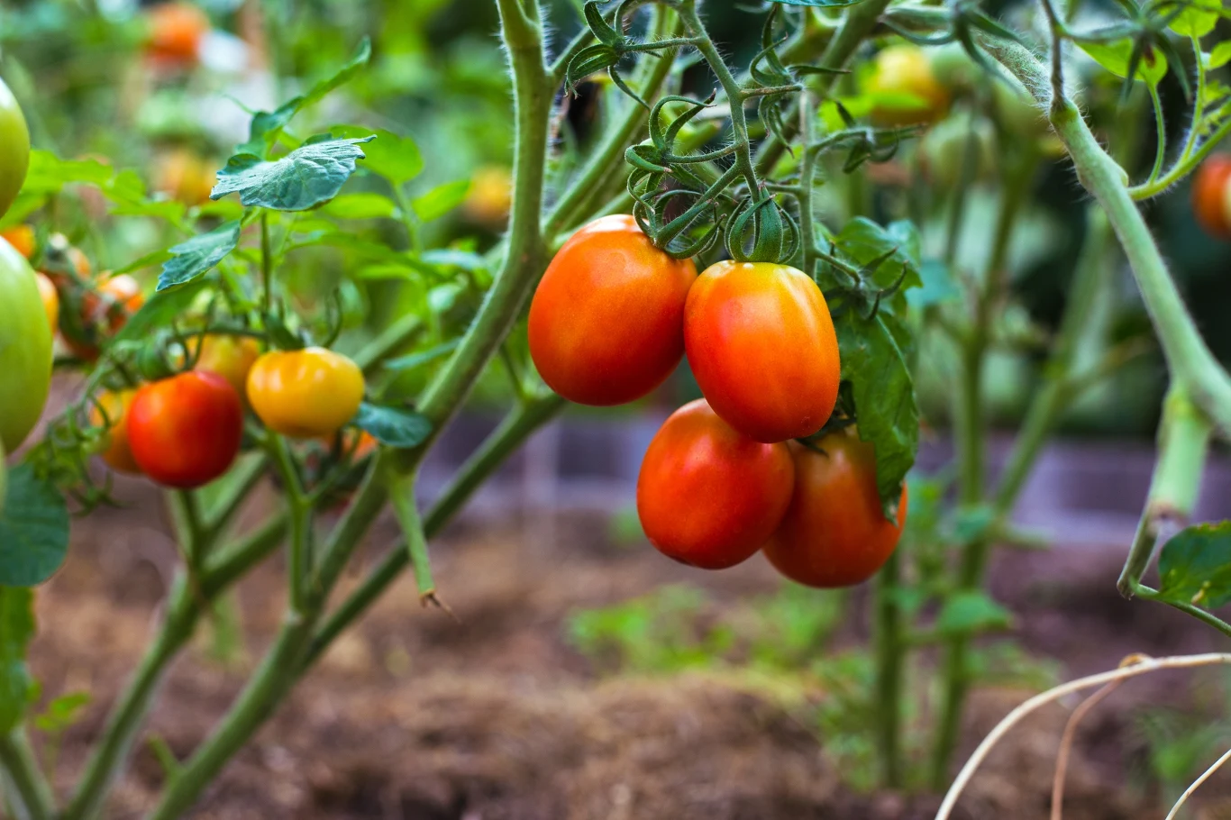 Dojrzewające pomidory wiszące na zielonych łodygach, otoczone liśćmi w ogrodowym środowisku. Tło rozmyte, skupienie na owocach o intensywnie pomarańczowo-czerwonej barwie.