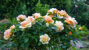 Nawożenie solą Epsom lubią zwłaszcza róże.