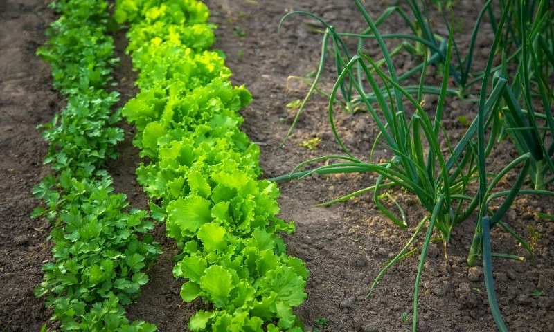 Jak stosować sól Epsom w ogrodzie