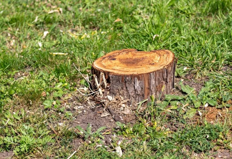 Sól Epsom pomoże w pozbyciu się niechcianego pnia z ogrodu