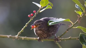 Ptaki kochają czerwone owoce ostrokrzewu 