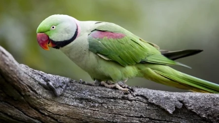 Aleksandretty większe w niewoli dożywają nawet 30 lat