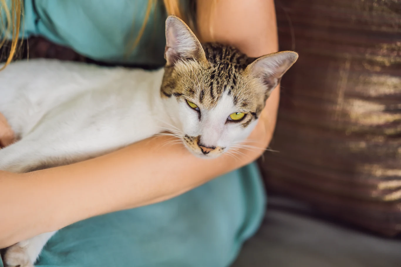 Zwierzęta domowe dają nam cenne poczucie bezpieczeństwa i rutyny. Gdy odchodzą, tracimy emocjonalne wsparcie Biało-szary kot z pręgowaną głową leży spokojnie na kolanach osoby ubrane w turkusową sukienkę, relaksując się i patrząc w stronę obiektywu.