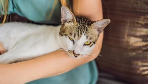 Zwierzęta domowe dają nam cenne poczucie bezpieczeństwa i rutyny. Gdy odchodzą, tracimy emocjonalne wsparcie