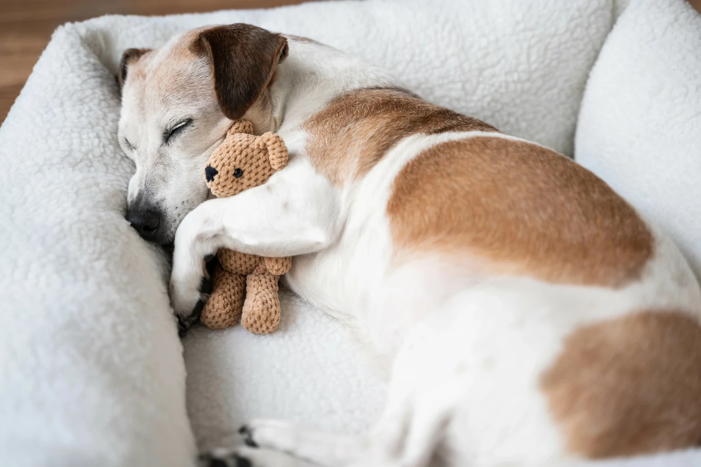 Pies śpiący na miękkim legowisku, tulący do siebie pluszowego misia, wygląda spokojnie i beztrosko.