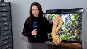 Co trzeba zrobić, aby legalnie trzymać w Polsce egzotyczne zwierzę?