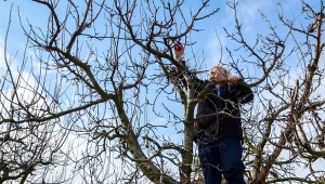 Czy cięcie czereśni zimą ma sens?