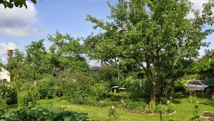 Ile kosztuje działka ROD w 2026 roku? Sprawdzamy ceny przed sezonem