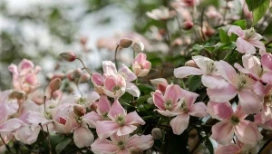 W lutym można przyciąć niektóre odmiany powojników.