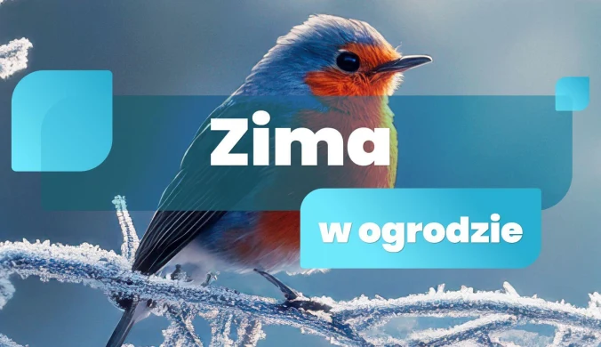 Zima w ogrodzie