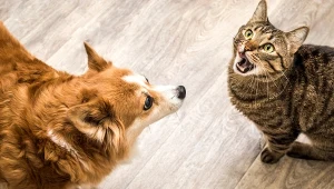 Nietypowe cechy osobowości u miłośników kotów. Odróżnia ich to od psiarzy