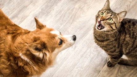 Nietypowe cechy osobowości u miłośników kotów. Odróżnia ich to od psiarzy