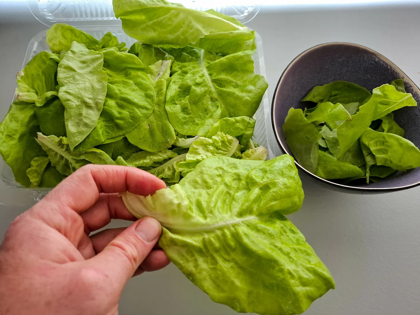 Świeże zielone liście sałaty masłowej, część z nich ułożona w plastikowym opakowaniu, reszta w czarnej misce, na pierwszym planie dłoń trzymająca pojedynczy liść.