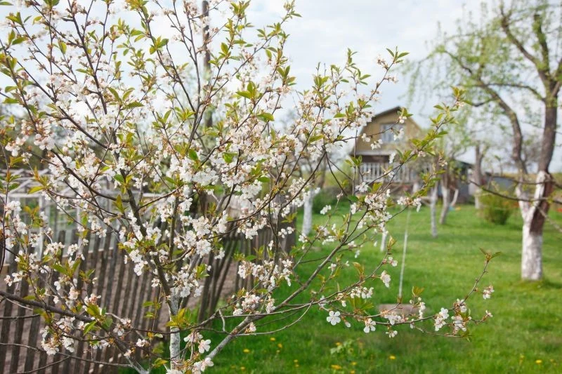 Olej parafinowy można stosować w zasadzie do wszystkich drzew owocowych w ogrodzie