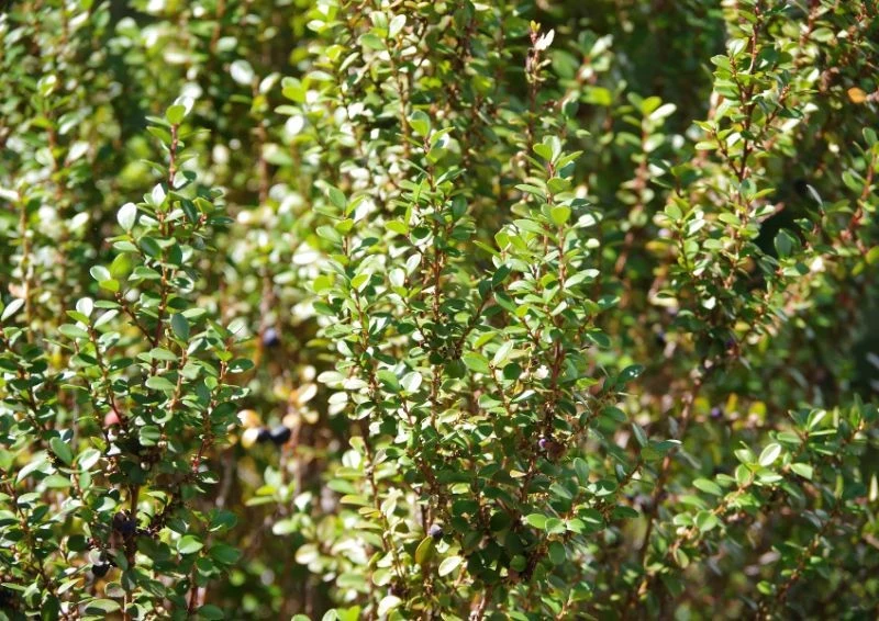 Spryskaj swój bukszpan już w lutym, by zabezpieczyć go przed ćmą bukszpanową.