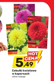 Cebulki kwiatowe Yellow