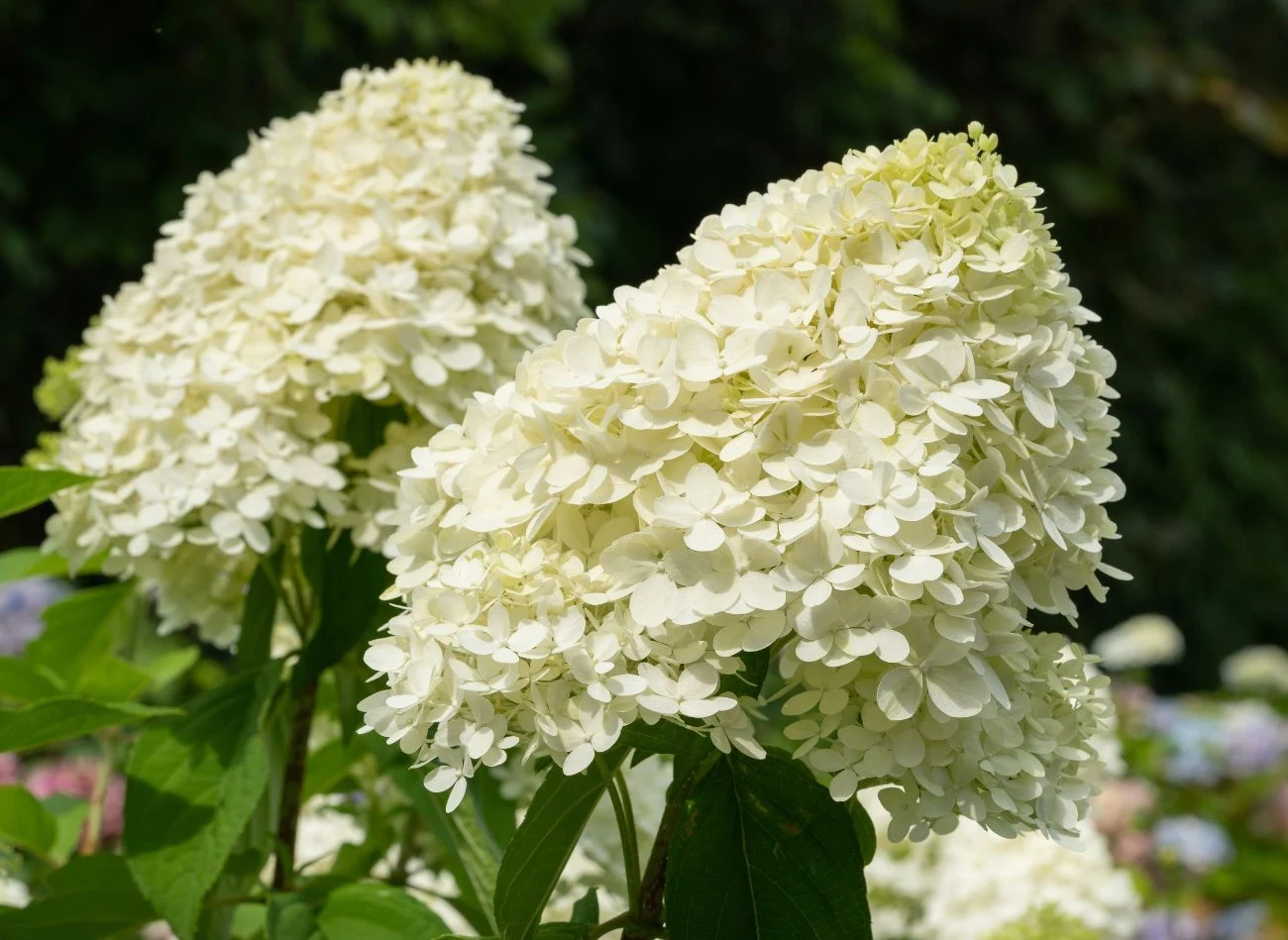 W lutym można przycinać m