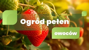 Ogród pełen owoców
