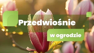 Przedwiośnie w ogrodzie