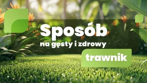 Sposób na gęsty i zdrowy trawnik