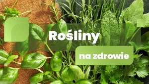 Rośliny na zdrowie