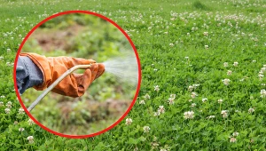 Istnieją opryski, które potrafią skutecznie usunąć koniczynę z trawnika. Fot. Canva/Getty Images
