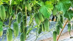 Uprawa ogórków na podporach ma wiele zalet.