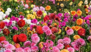 Bez dobrze dobranego stanowiska i odpowiedniej pielęgnacji, dalie nie będą spektakularnie kwitnąć