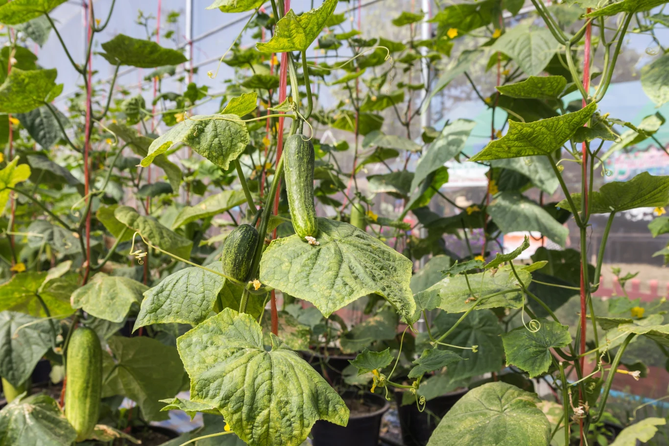 Podwiązanie ogórków pozwoli im swobodnie się wspinać