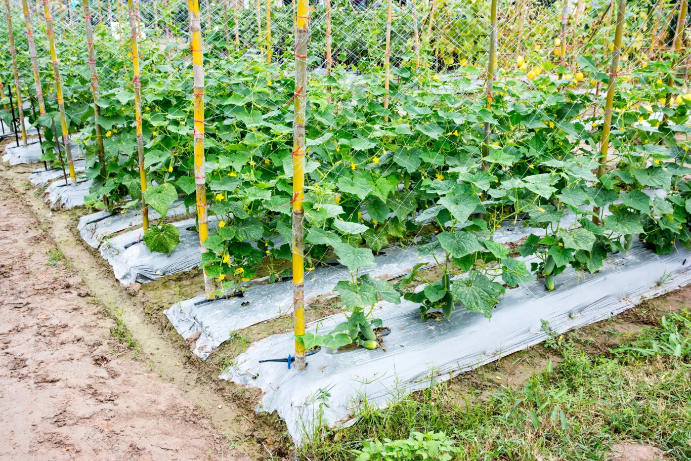 Dzięki uprawie pionowej do ogórków dociera więcej słońca