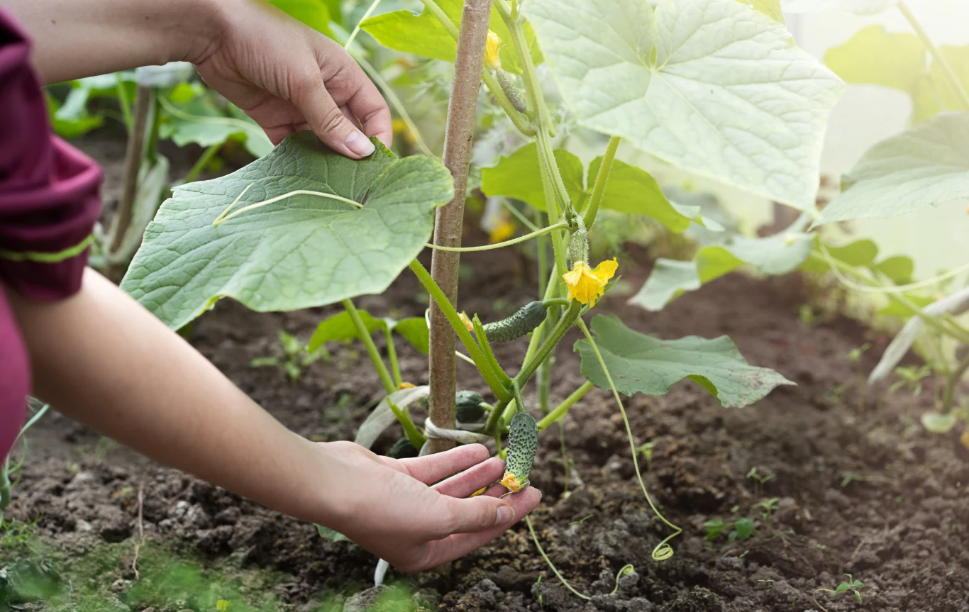 Dzięki podporom zbiór ogórków jest łatwiejszy