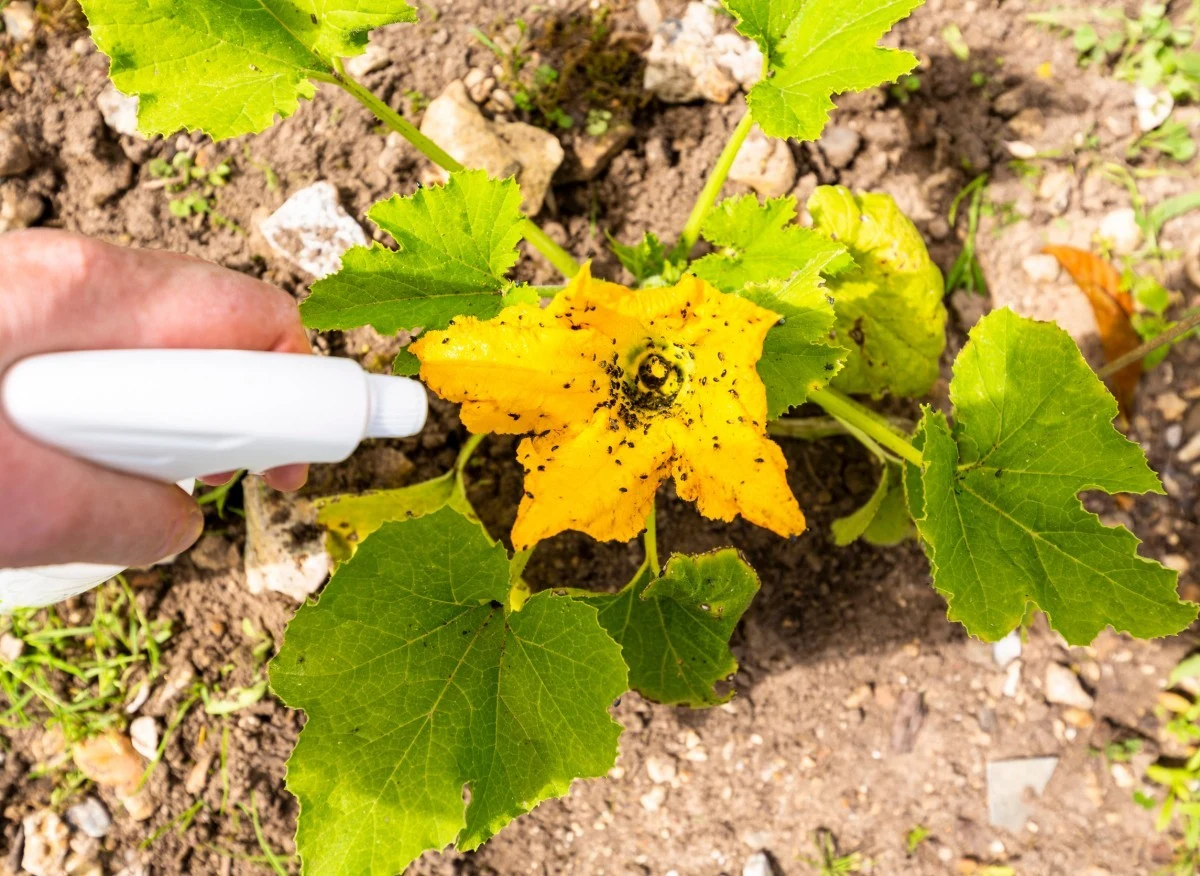 Soda sprawdzi się również jako oprysk na mszyce i inne szkodniki