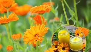 Dobroczynne napary, płukanki, nalewki, a nawet kremy możemy przygotować w domu samodzielnie.