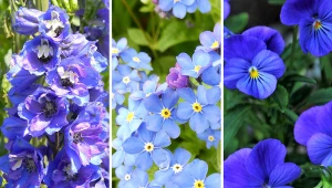 Niebieskie kwiaty w ogrodzie mają wiele uroku.