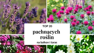 Poznajcie roślinie nie tylko piękne, ale i pachnące. Fot. Canva/Getty Images