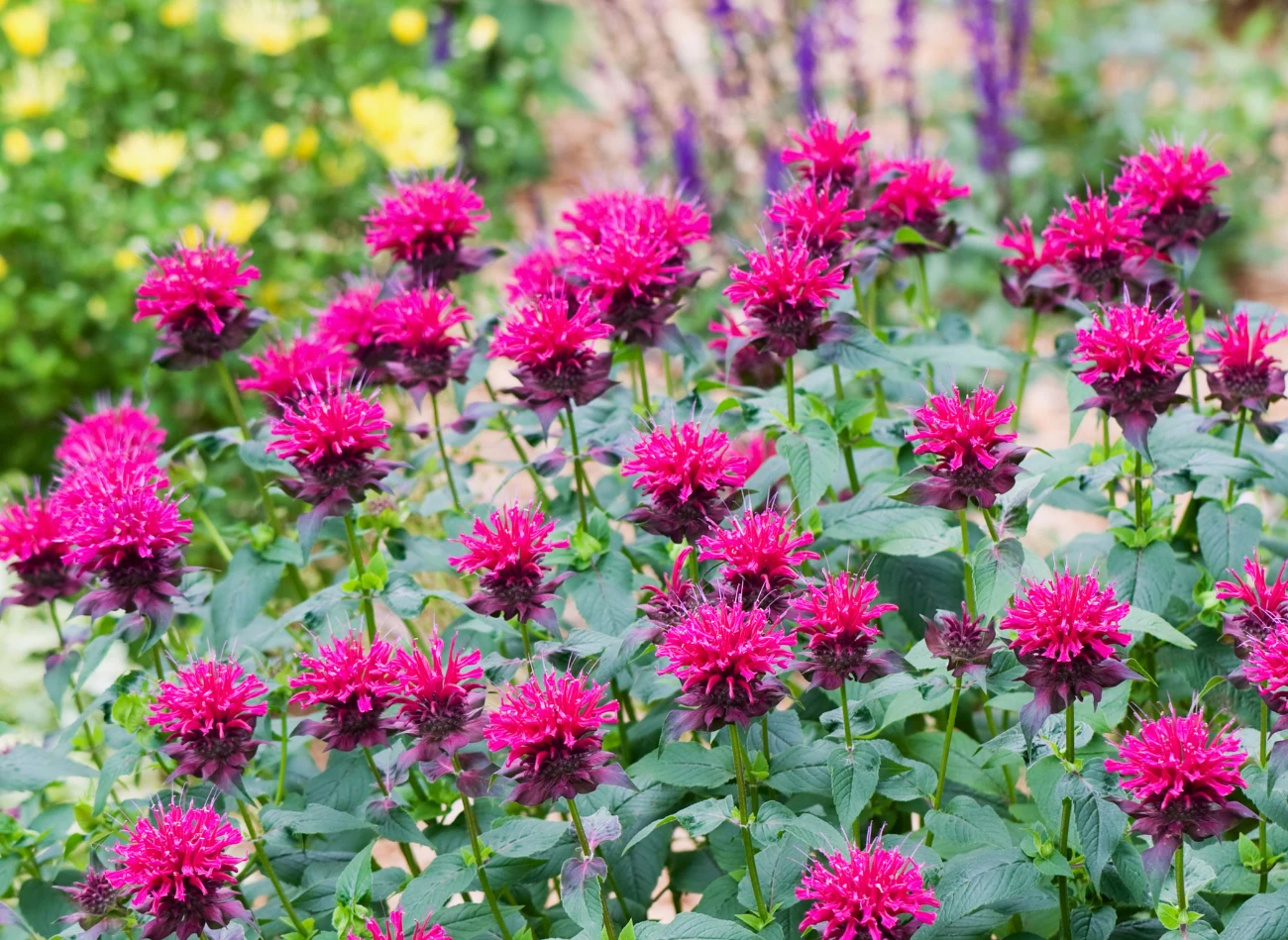 Pysznogłówka po roztarciu wydziela cytrynowy zapach