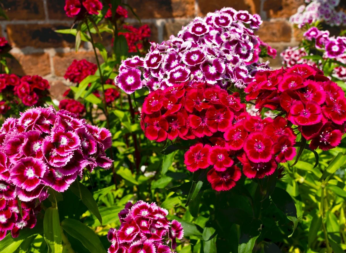 Atutem goździka brodatego w ogrodzie jest nie tylko jego przepiękny wygląd, ale również delikatny, bardzo przyjemny zapach