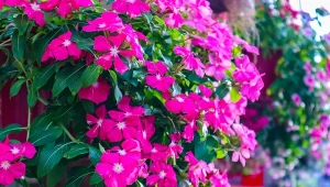 Istnieje kilkaset gatunków w rodzinie niecierpków