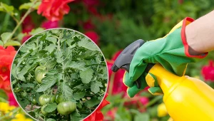 Dobrze odżywione i zdrowe liście są świetną bazą do przygotowania gnojówki.