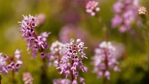 Piękny wrzosiec z Bałkanów ozdobi ogród nawet zimą. Jak uprawiać brukentalię?