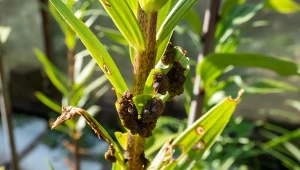 Poskprzypka niszczy lilie i rośliny cebulowe.