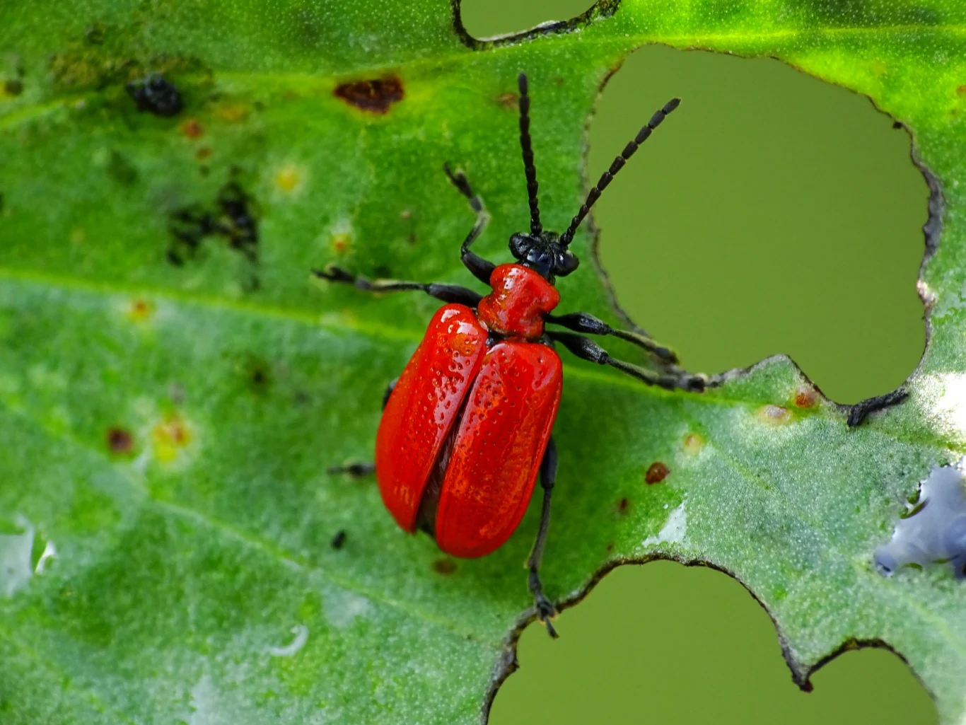 Poskrzypki bardzo szybko się rozmnażają