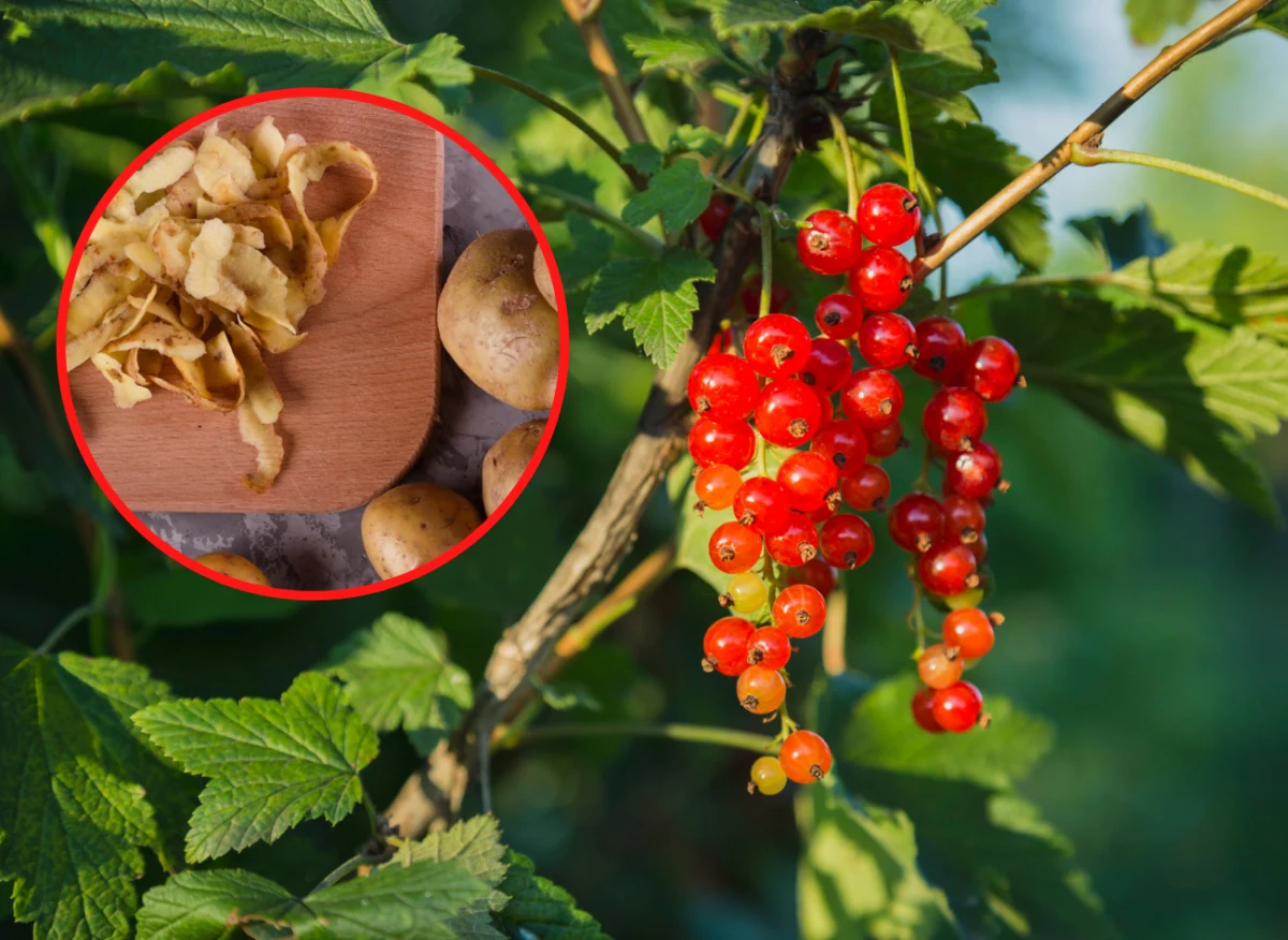 Do nawożenia porzeczki można wykorzystać obierki z ziemniaków