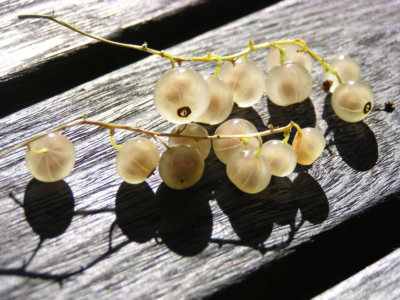 Zbiory porzeczki białej rozpoczynają się zwykle w lipcu