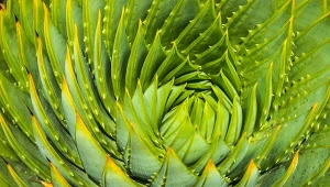 Aloes wielkolistny wymaga cierpliwości ze strony ogrodnika.